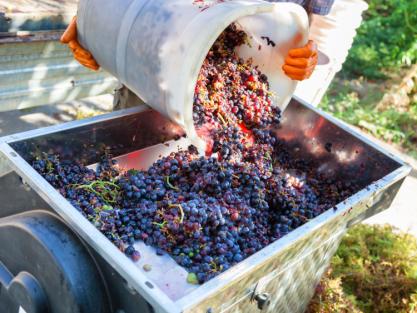 Vendemmia e pigiatura dell'uva
