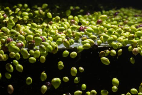 Come si produce l'olio extravergine di oliva: raccolta ed estrazione