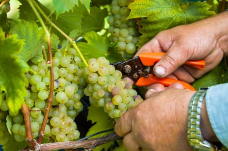 Viticoltura: vincere le paure e affrontare il cambiamento