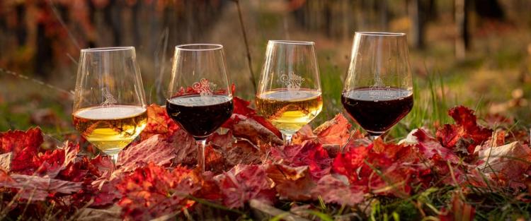 Sagrantino Trek in Autunno, il 26 novembre a Montefalco