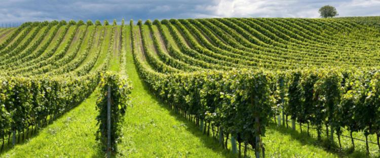 La Falanghina
