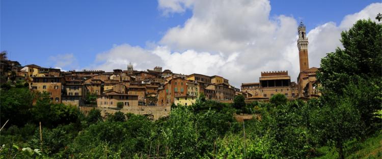 Senarum Vinea: la riscoperta delle vigne antiche di Siena