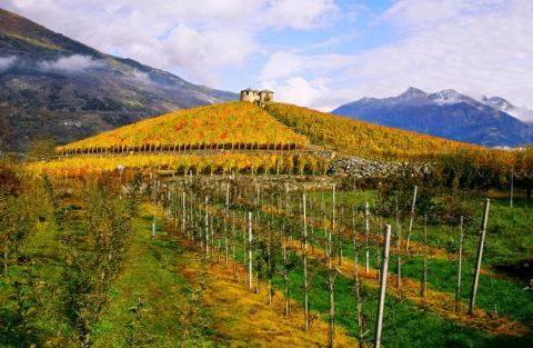 Storia del Petit Rouge, rarità enologica della Valle d'Aosta