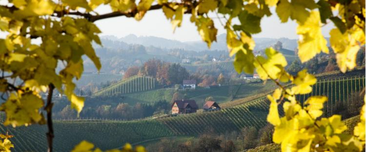 La Strada del Vino Cesanese di Olevano Romano