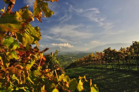Strade del vino d'Abruzzo: la strada del vino di Controguerra