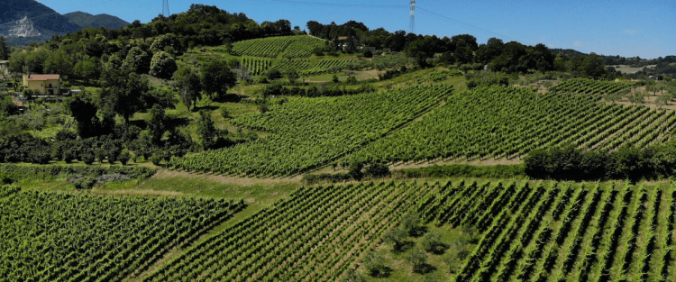 Trekking in vigna in Irpinia