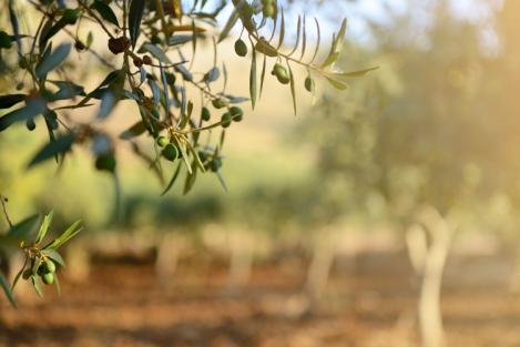 Le varietà di olivo in Italia: le cultivar