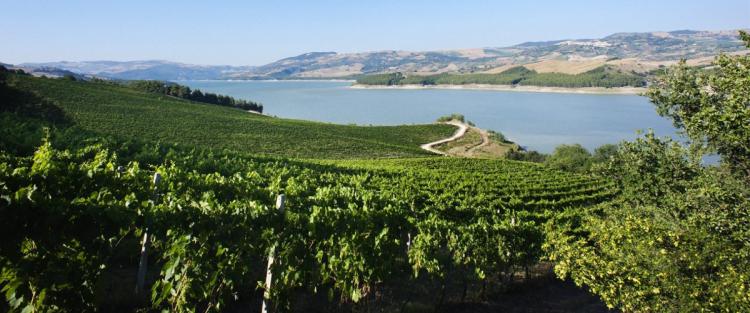 L'unicità del vino del Molise