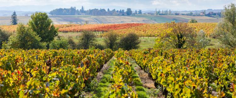 Valutazione degli impatti ambientali: gli indicatori “VIGNETO” e “ARIA”