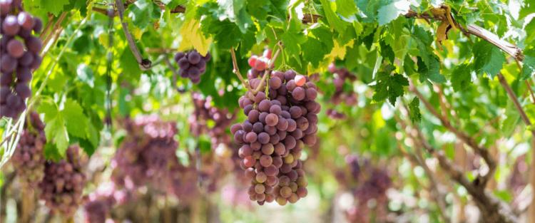 La vendemmia 2018 in Trentino Alto Adige