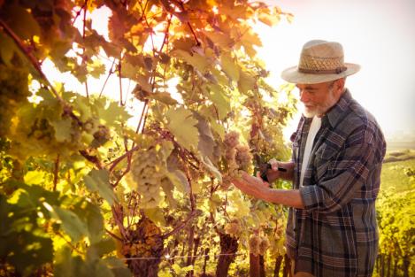 Vino e terroir