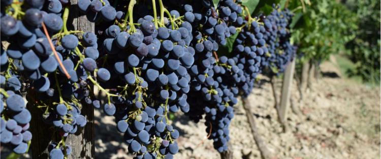 Cantine Aperte in Vendemmia 2018 in Calabria