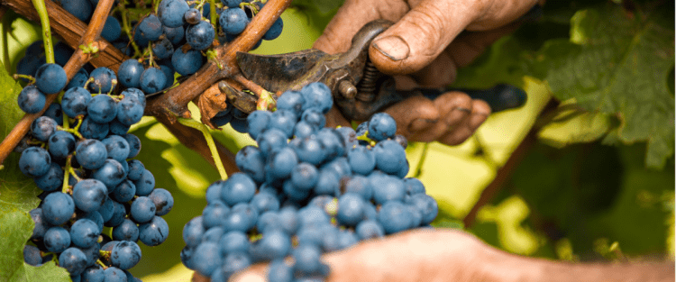 I dati definitivi sulla vendemmia 2019
