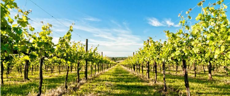 Cantine Aperte in Vendemmia 2018 in Emilia Romagna