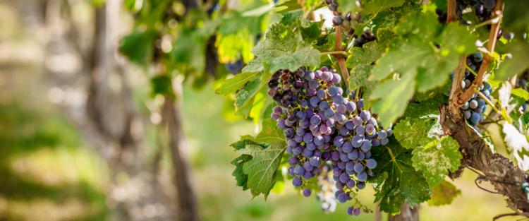 Cantine Aperte in Vendemmia 2018 in Puglia