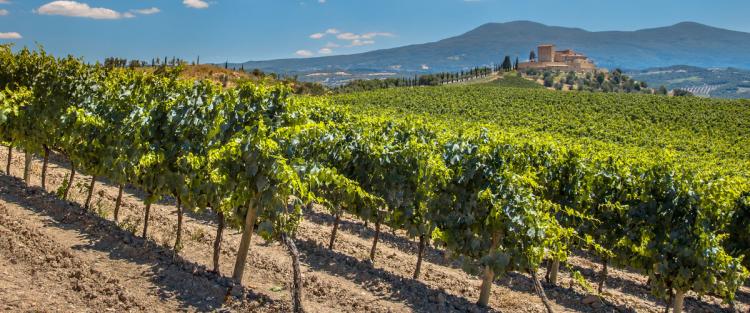 Vino e Toscana in pillole