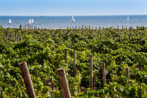 Il vino in Sicilia, terra di contrasti ed eccellenza