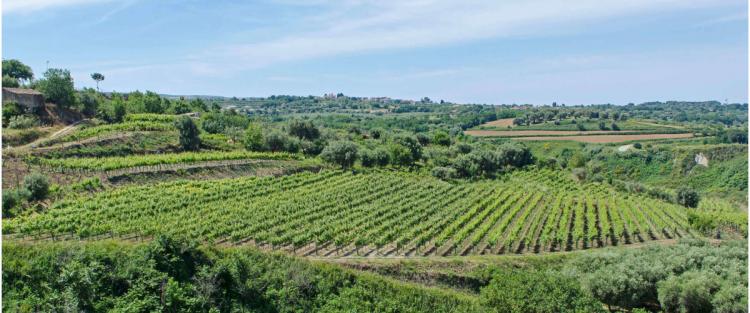 L'avvincente storia del Cirò