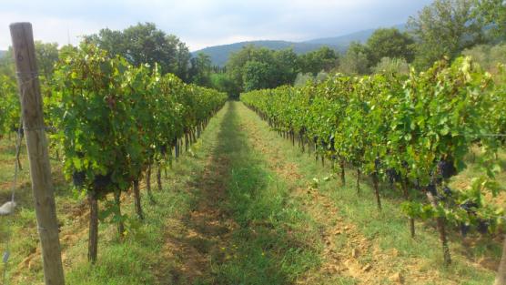 Vino biodinamico: quando il vino viene fatto con le stelle - Prima parte