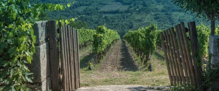 Irpinia, terra di grandi vini