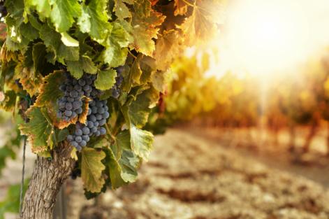 Ecco cosa devi sapere sulla vite e l'uva