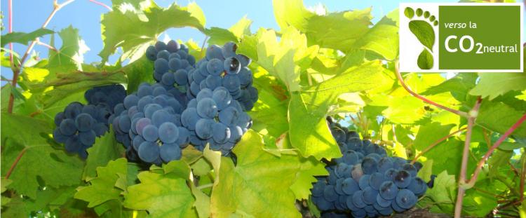Vino Nobile di Montepulciano certificato a “impatto zero”
