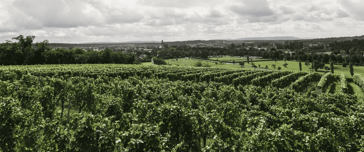 Le prospettive della sostenibilità nel vino