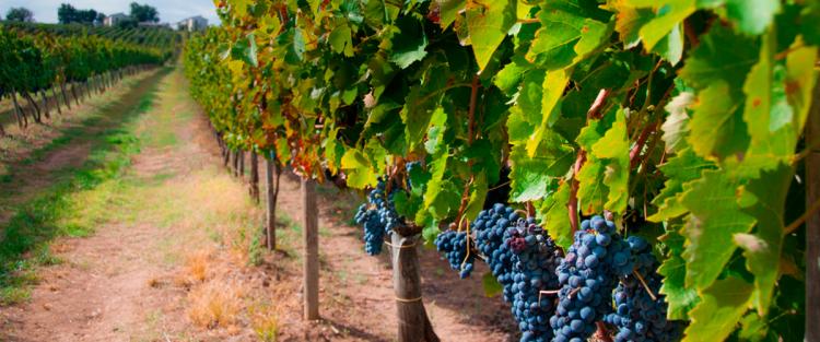 I profumi dell'uva Aglianico