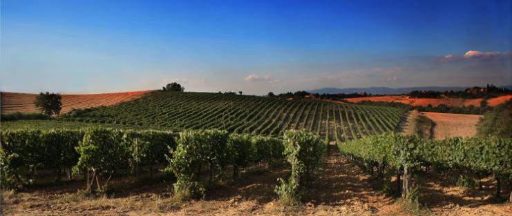 Weekend per cantine in Toscana
