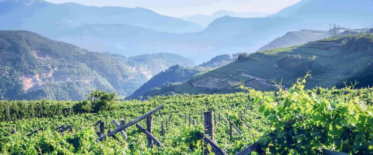 Trentino "Wine Region of the Year 2020" secondo Wine Enthusiast