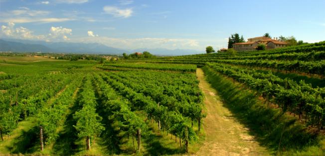 C'era una volta il Tocai Friulano