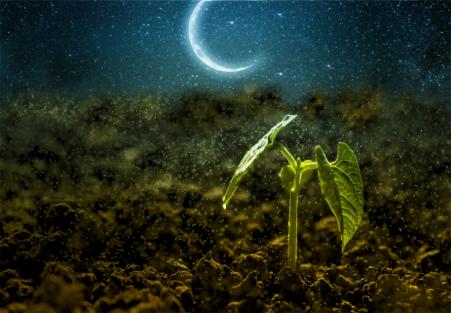 Vino biodinamico: quando il vino viene fatto con le stelle – Seconda parte