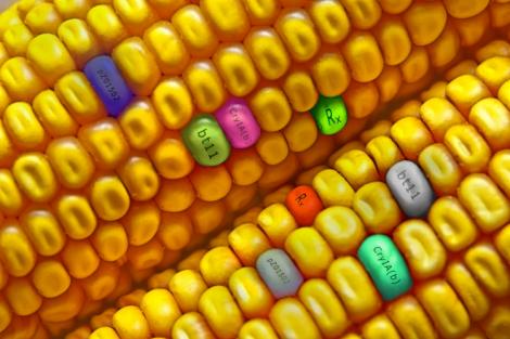 OGM sì OGM no? Parliamone insieme