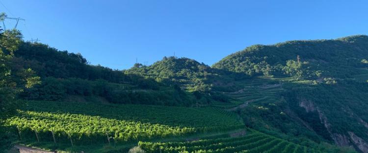 A tutto "Müller" lungo la Strada del Vino e dei Sapori del Trentino