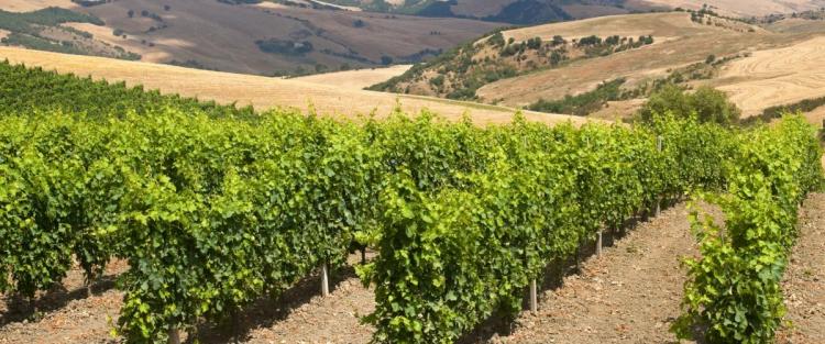 Basilicata, patria dell'Aglianico del Vulture