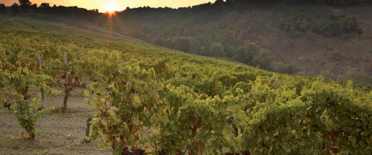 Campania, terra di vulcani e grandi vini