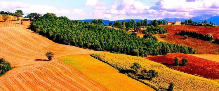 Risultati immagini per IL VERDICCHIO A MATELICA--PAESAGGI DELLE VITI?