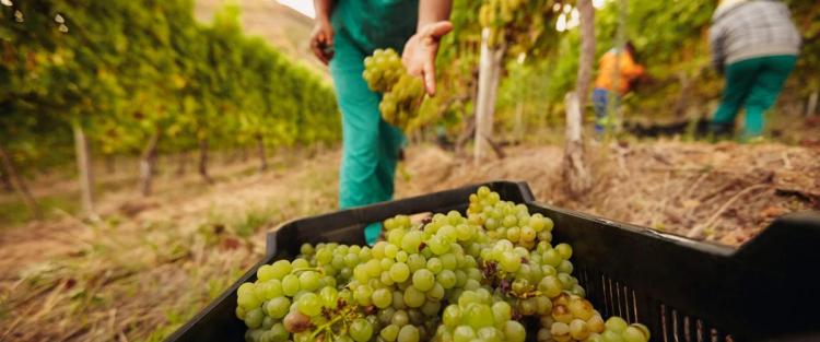 Ecco i dati del 2016 sulla produzione di vino nel mondo