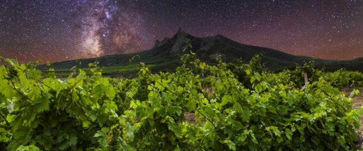 Perché si sceglie il vino biodinamico oggi