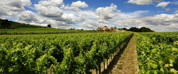 Sagrantino di Montefalco: un vitigno antico proiettato nel futuro