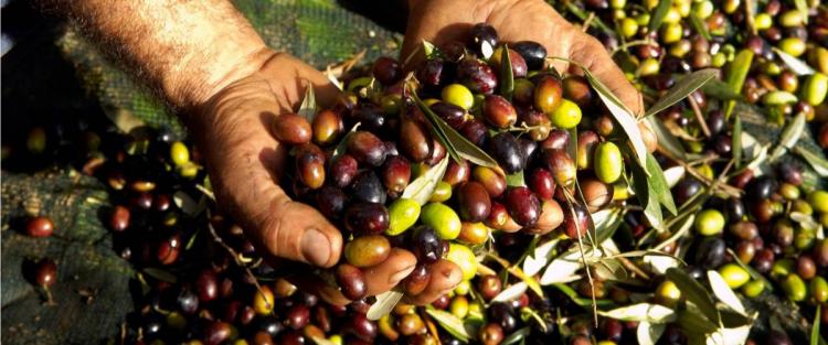 Stime sulla produzione di olio 2016