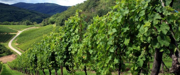 Strada del vino dei Castelli Romani