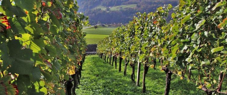Scoperto un tesoro sotto le vigne dell'Amarone della Valpolicella