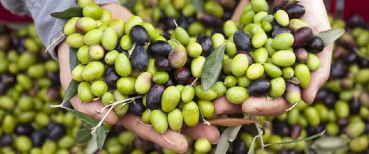 Tutti in Umbria per “Frantoi aperti 2016”