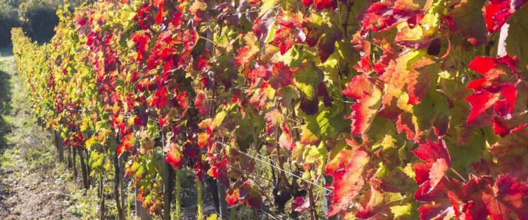 Uve a confronto: Aglianico di Taurasi, Aglianico del Taburno e Aglianico del Vulture