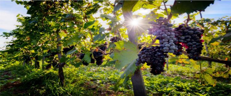 Vendemmia 2018: i dati definitivi