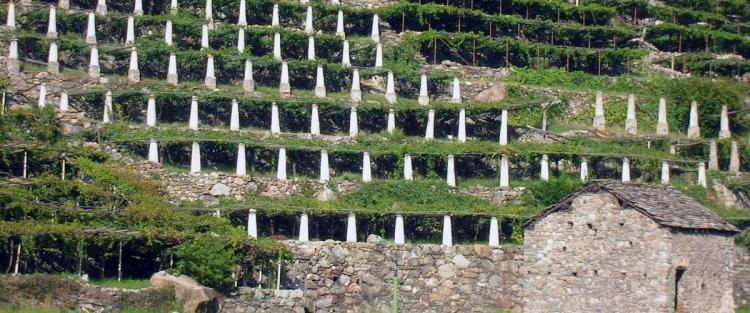 Il vino in Valle d'Aosta: dove la viticoltura diventa eroica