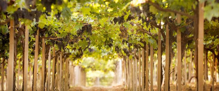 Il vino d'Abruzzo debutta a Parigi