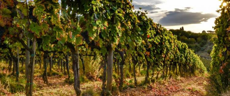 Viti resistenti alle malattie, per vini di qualità e più sostenibili