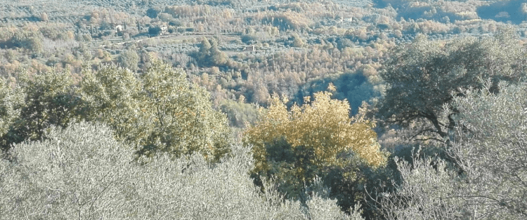 L’Olio delle Colline, l’8 febbraio Bassiano ospiterà la XV edizione